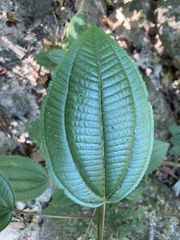 Miconia xalapensis