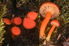 Hygrocybe substrangulata