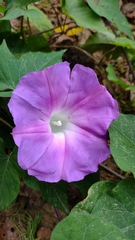 Ipomoea orizabensis austromexicana