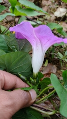 Ipomoea orizabensis austromexicana