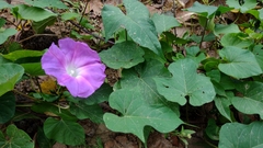 Ipomoea orizabensis austromexicana