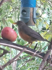 Turdus olivaceus
