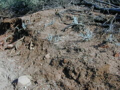 Acanthocladium dockeri