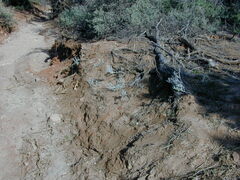 Acanthocladium dockeri