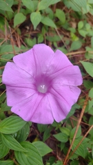 Ipomoea orizabensis orizabensis
