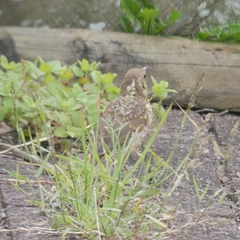 Turdus philomelos clarkei