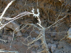 Acanthocladium dockeri