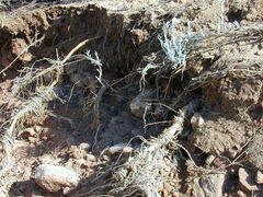 Acanthocladium dockeri