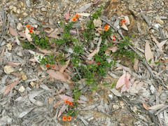 Podolobium procumbens