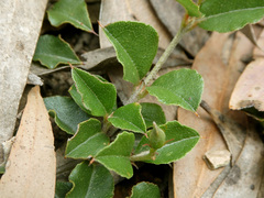 Podolobium procumbens