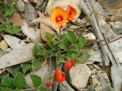 Podolobium procumbens