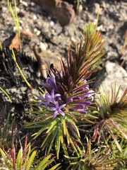 Merciera azurea