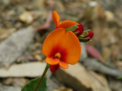 Podolobium procumbens