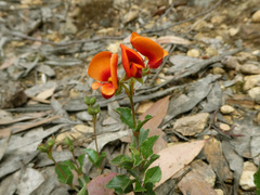 Podolobium procumbens