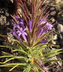 Merciera azurea