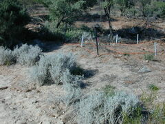 Acanthocladium dockeri