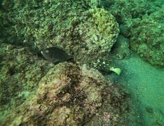 Epinephelus labriformis