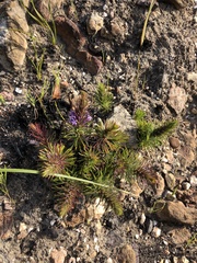 Merciera azurea