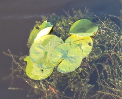 Nymphaea mexicana