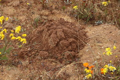 Cryptomys hottentotus