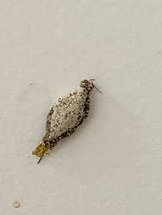 Tineinae
