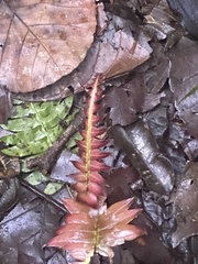 Blechnum orientale