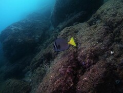 Prionurus laticlavius