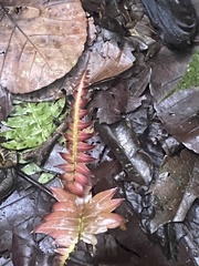 Blechnum orientale