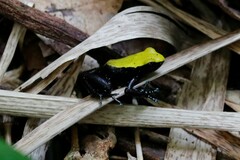 Mantella laevigata
