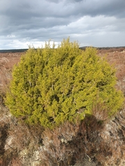 Halocarpus bidwillii