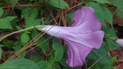 Ipomoea orizabensis orizabensis