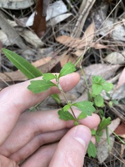 Xanthosia tridentata