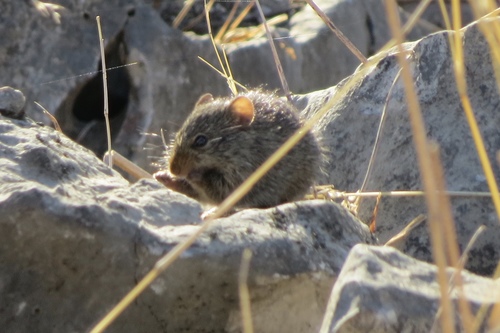 African Arvicanthis