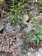 Leichhardtia suaveolens
