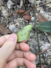 Leichhardtia suaveolens