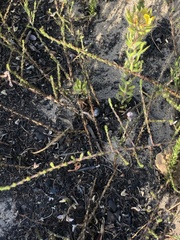 Aspalathus microphylla