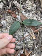 Leichhardtia suaveolens