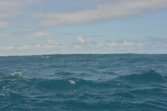 Tursiops