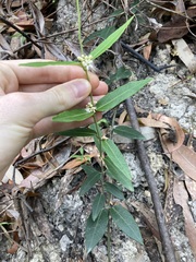 Leichhardtia suaveolens