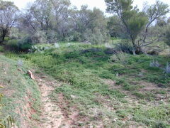 Acanthocladium dockeri