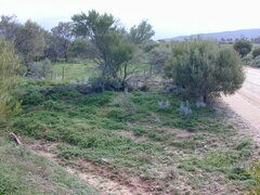 Acanthocladium dockeri