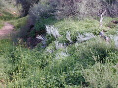 Acanthocladium dockeri