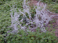 Acanthocladium dockeri