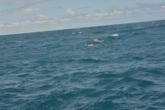 Tursiops