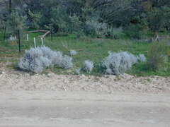 Acanthocladium dockeri