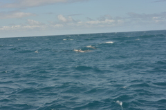 Tursiops