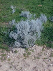 Acanthocladium dockeri