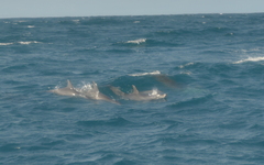Tursiops