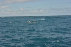 Tursiops