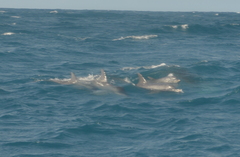 Tursiops